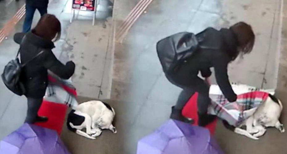 Câmara De Vigilância Capta Momento De Mulher A Usar Echarpe Para Tapar Cão Que Tremia De Frio Na Rua