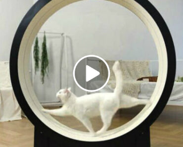 Empresa Coreana Cria Roda De Exercício Inteligente Para Gatos Empresa Coreana Cria Roda De Exercício Inteligente Para Gatos