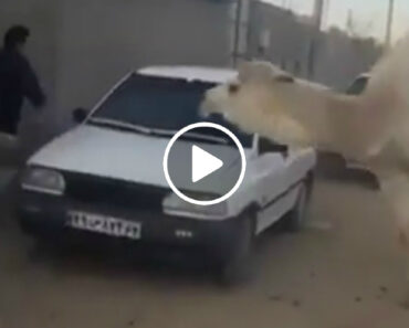 Homem Corre à Volta Do Carro Para Escapar Da Perseguição De Camelo Homem Corre à Volta Do Carro Para Escapar Da Perseguição De Camelo