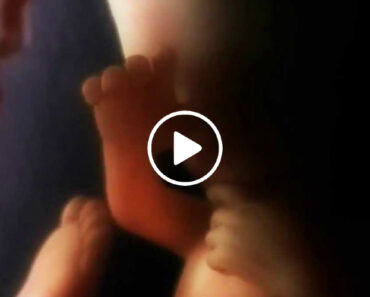 Vídeo Surpreendente Mostra o Que Acontece Durante Os 9 Meses De Gravidez