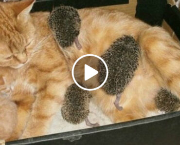 Ouriços Bebés Sobrevivem Depois De Serem Adotados Por Mãe Gata Ouriços Bebés Sobrevivem Depois De Serem Adotados Por Mãe Gata