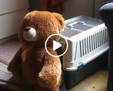 Este Cão é Tão Determinado Que Até Consegue Colocar Urso Dentro De Uma Caixa Transportadora Este Cão é Tão Determinado Que Até Consegue Colocar Urso Dentro De Uma Caixa Transportadora