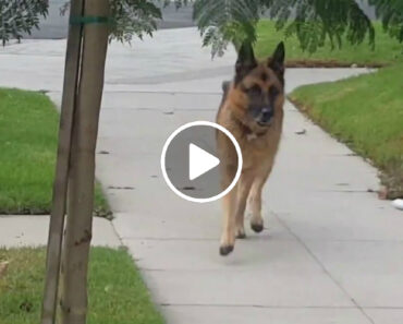 Tranquilo Passeio De Pastor Alemão Tem Reviravolta Ao Perceber Que Perdeu o Dono De Vista Tranquilo Passeio De Pastor Alemão Tem Reviravolta Ao Perceber Que Perdeu o Dono De Vista