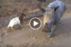 Rinoceronte Tenta Copiar Os Movimentos Da Sua Melhor Amiga