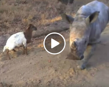 Rinoceronte Tenta Copiar Os Movimentos Da Sua Melhor Amiga Rinoceronte Tenta Copiar Os Movimentos Da Sua Melhor Amiga
