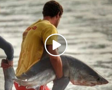 Tubarão Branco é Salvo Graças Ao Incrível Esforço De Surfistas Tubarão Branco é Salvo Graças Ao Incrível Esforço De Surfistas