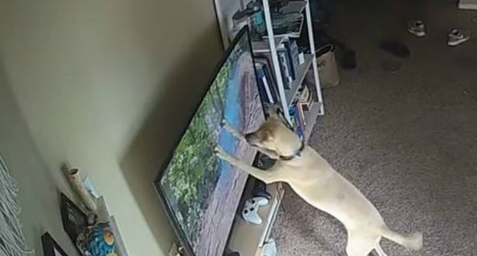 Dono Toma a Péssima Decisão De Deixar o Seu Cão Na Sala Com a Tv Ligada Em Programa De Vida Selvagem
