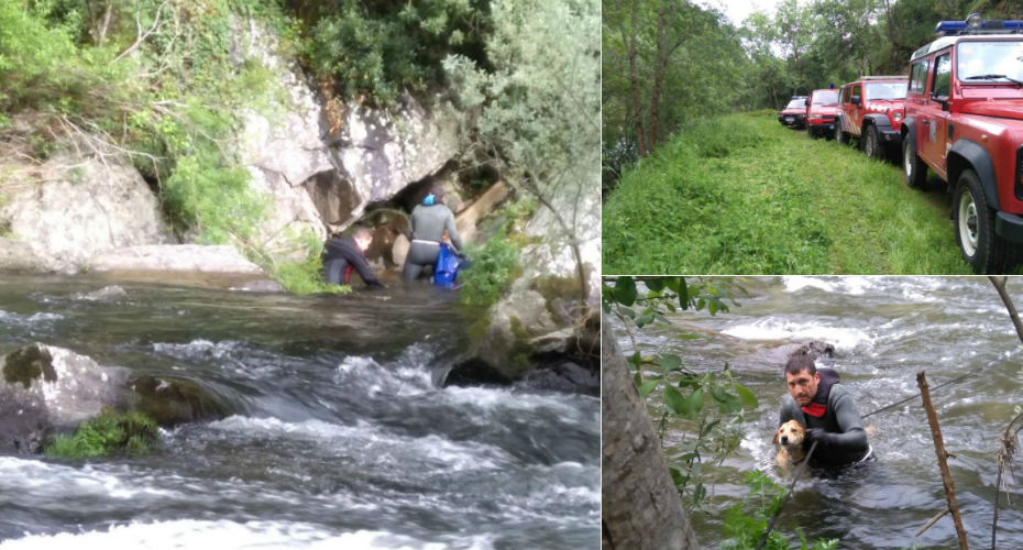 Bombeiros Portugueses Salvam Cão Preso Num Penhasco Há 15 Dias Bombeiros Portugueses Salvam Cão Preso Num Penhasco Há 15 Dias