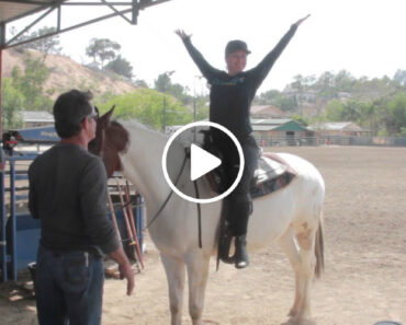 Cavalo Dá Uma Ajudinha Para Que Jovem Consiga Montá-lo Cavalo Dá Uma Ajudinha Para Que Jovem Consiga Montá-lo