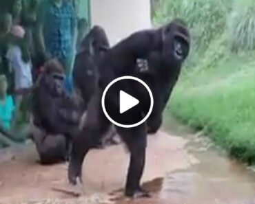 Gorilas Nada Apreciadores De Chuva Fogem Dela Como o Diabo Da Cruz