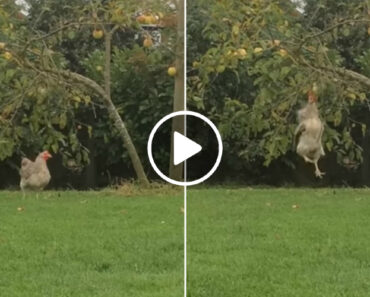 Galinha Esforça-se Por Arrancar Maçã Da Árvore Galinha Esforça-se Por Arrancar Maçã Da Árvore