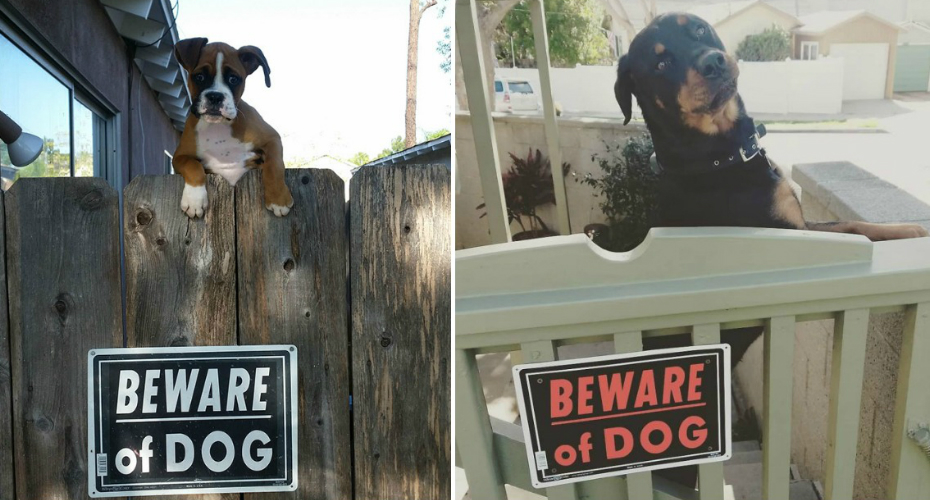 21 Cães Que Não Entendem a Placa De… “Cuidado Com o Cão”