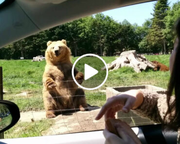 Este Urso Sabe Como Impressionar Os Visitantes