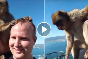 Turista Tem Desagradável Surpresa Enquanto Grava Vídeo Com Macaco
