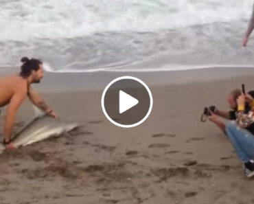 Banhista Arrasta Tubarão Para Fora Do Mar Para Tirar Selfies