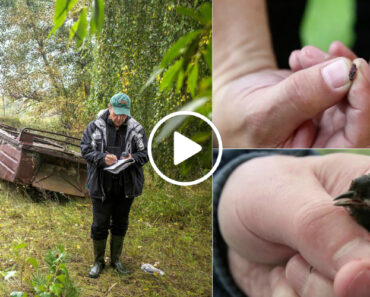 Como a Natureza Se Adaptou à Radiação De Chernobyl Como a Natureza Se Adaptou à Radiação De Chernobyl