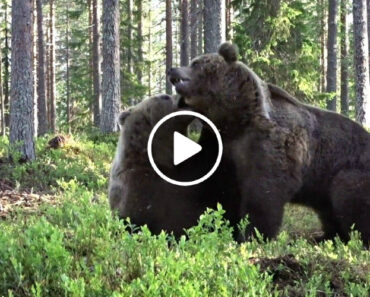 Luta Incrível De 2 Ursos-Pardos é Captada Por Fotógrafo Na Finlândia
