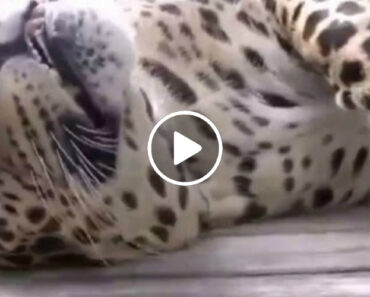 Dócil Jaguar Comporta-se Como Um Gatinho Que Só Quer Mimos Dócil Jaguar Comporta-se Como Um Gatinho Que Só Quer Mimos