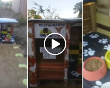 Generoso Homem Cria Acolhedor “Restaurante” Para Alimentar Cães De Rua
