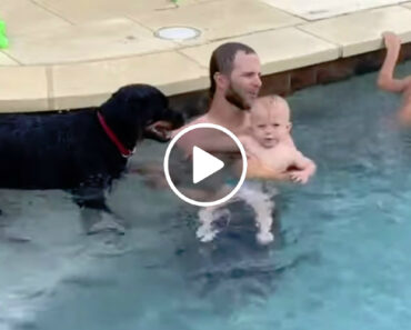 Protetor Rottweiler Com Instintos De Nadador Salvador Tenta Proteger Bebé Da Piscina Protetor Rottweiler Com Instintos De Nadador Salvador Tenta Proteger Bebé Da Piscina