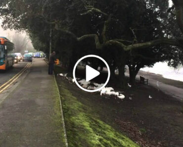 O Que Acontece Quando o Homem Que Alimenta Os Patos Diariamente Se Atrasa O Que Acontece Quando o Homem Que Alimenta Os Patos Diariamente Se Atrasa