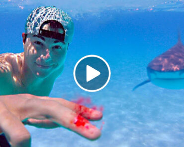YouTuber Testa Se Os Tubarões Conseguem Cheirar Uma Gota De Sangue Humano