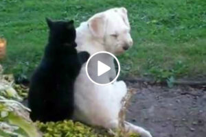 Gato Massagista Não Resiste a Fazer Massagens Nas Costas Do Seu Amigo Cão