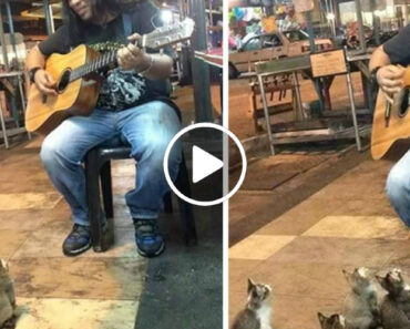 Todos Ignoraram Este Artista De Rua Mas Quatro Gatinhos Ouviram-no Com Toda a Atenção