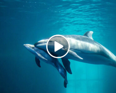 Vídeo Capta o Incrível Momento Do Nascimento De Golfinho Branco