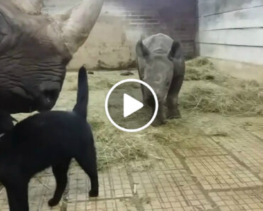 Afetuoso Gato Fica Encantado Com Os Seus Amigos… Dois Rinocerontes