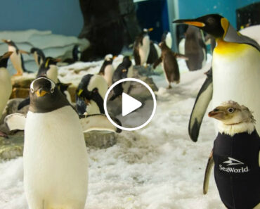 Pinguim Recebe Roupa De Mergulho Após Perder Penas Por Doença
