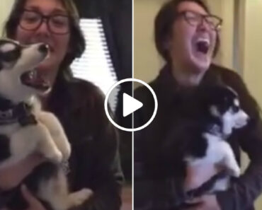 É Impossível Não Rir Com o Ladrar De Este Adorável Husky É Impossível Não Rir Com o Ladrar De Este Adorável Husky