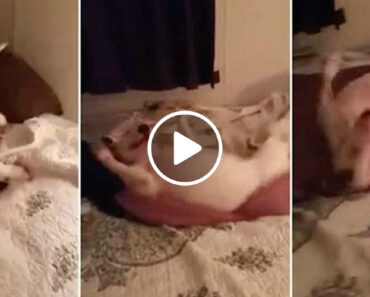 Cadela Adotada Experimenta Uma Cama Pela Primeira Vez Cadela Adotada Experimenta Uma Cama Pela Primeira Vez