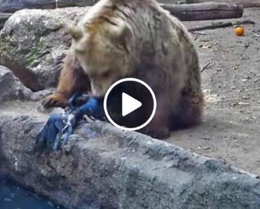 Urso Mostra Enorme Compaixão Por Corvo Ao Evitar Que Se Afogasse