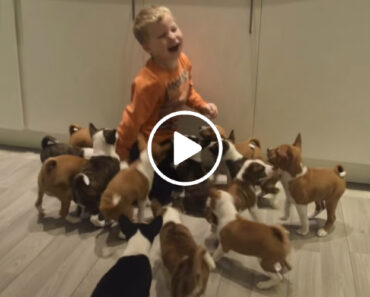 Já Imaginou o Que é Viver Com 16 Cachorrinhos Em Casa?