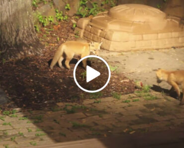Abriu a Janela e Viu Duas Raposas a Brincar Com a Bola Do Seu Cão