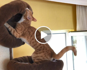 Gato Faz Tremendo Esforço Para Ter Uma Cama Extra Macia Gato Faz Tremendo Esforço Para Ter Uma Cama Extra Macia