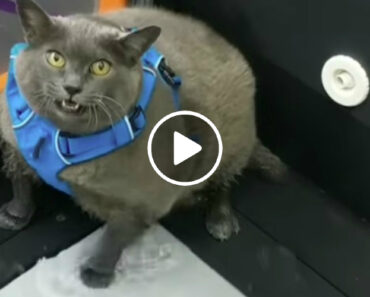 A Insatisfação De Uma Gata Obesa a Fazer Exercício Que Se Tornou Viral A Insatisfação De Uma Gata Obesa a Fazer Exercício Que Se Tornou Viral