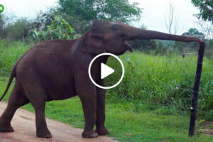 Inteligente Elefante Filmado a Passar Por Cima De Cerca Elétrica Sem Sofrer Nenhum Choque