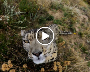 Leopardo Curioso Tenta Comer Câmera GoPro