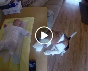 Conheça o Beagle Que Ajuda a Trocar a Fralda Do Bebé Conheça o Beagle Que Ajuda a Trocar a Fralda Do Bebé