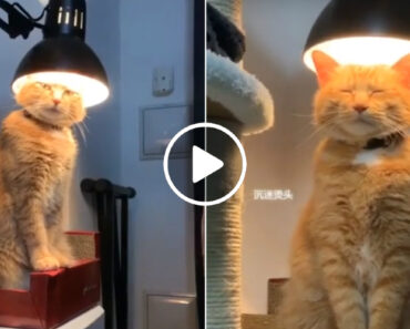 Gato Transforma Candeeiro Em Aquecimento Para Se Manter Quentinho