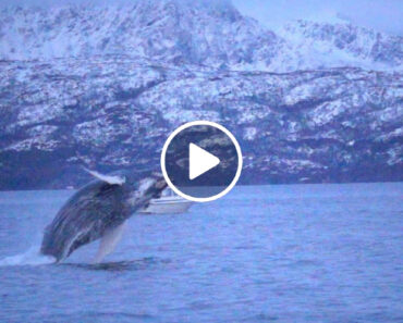 Grupo De Baleias-Corcunda Surpreendeu Com Espetáculo Nas Águas Da Noruega