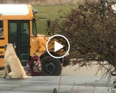 Cão Espera Pacientemente Junto Das Crianças Até à Chegada Do Autocarro Escolar
