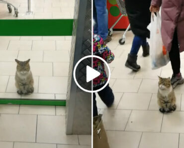 Gato Mantém-se Imóvel Em Frente a Porta De Supermercado Enquanto Os Clientes Passam Por Ele