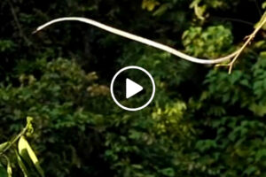 Filmagem Mostra Cobra Saltar De Um Ramo Para o Outro Como Se Soubesse Voar