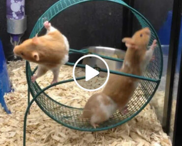 O Que Acontece Quando 3 Hamsters Insistem Em Andar Na Mesma Roda Ao Mesmo Tempo O Que Acontece Quando 3 Hamsters Insistem Em Andar Na Mesma Roda Ao Mesmo Tempo