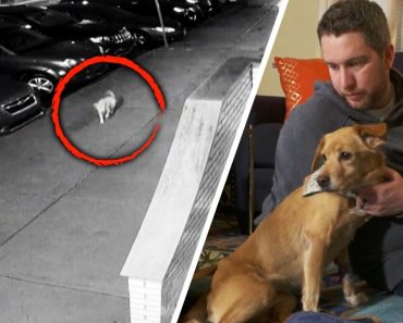 Família Adota Cadela Abandonada Que Entrou Na Sua Casa Família Adota Cadela Abandonada Que Entrou Na Sua Casa