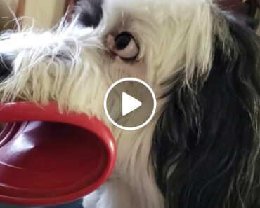 Cão Fica Com Sorriso Cómico Após Segurar Disco De Borracha Com Os Dentes