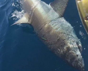 No Primeiro Dia Do Ano, Pescaram Tubarão-Branco Com Quase Quatro Metros No Primeiro Dia Do Ano, Pescaram Tubarão-Branco Com Quase Quatro Metros